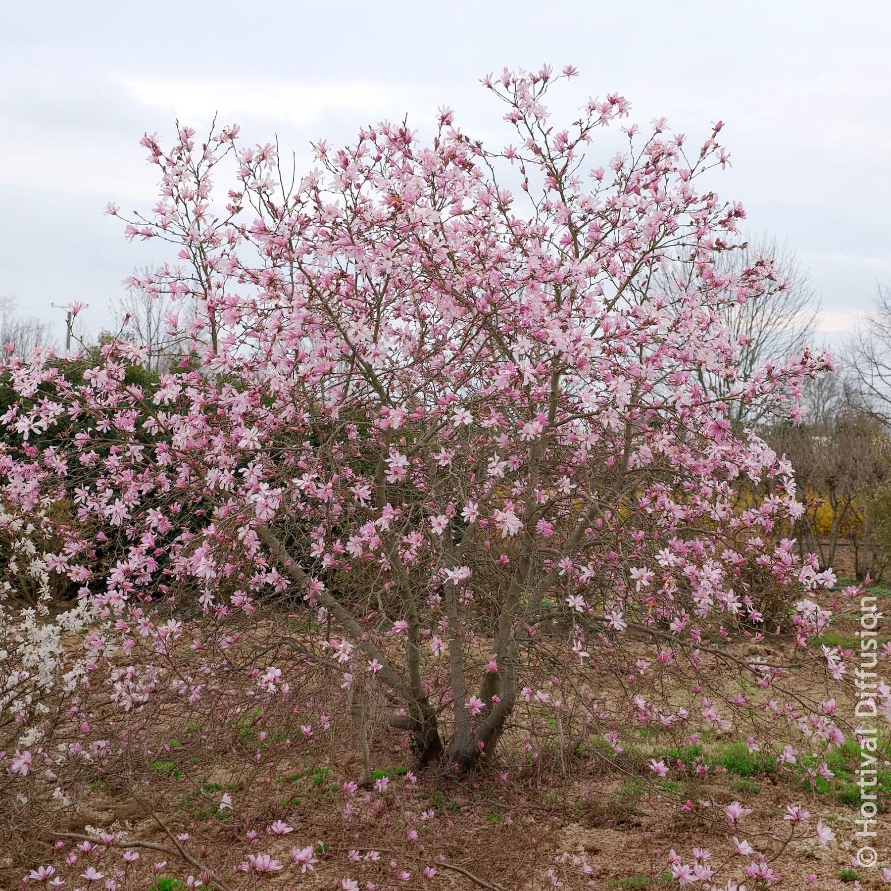 Verkauf Magnolia loebneri Leonard Messel - Magnolia Leonard Messel