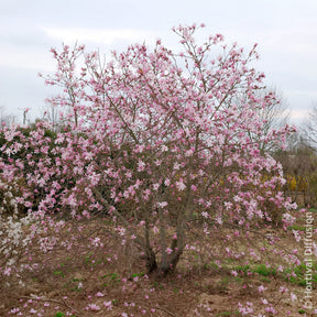 Verkauf Magnolia loebneri Leonard Messel - Magnolia Leonard Messel