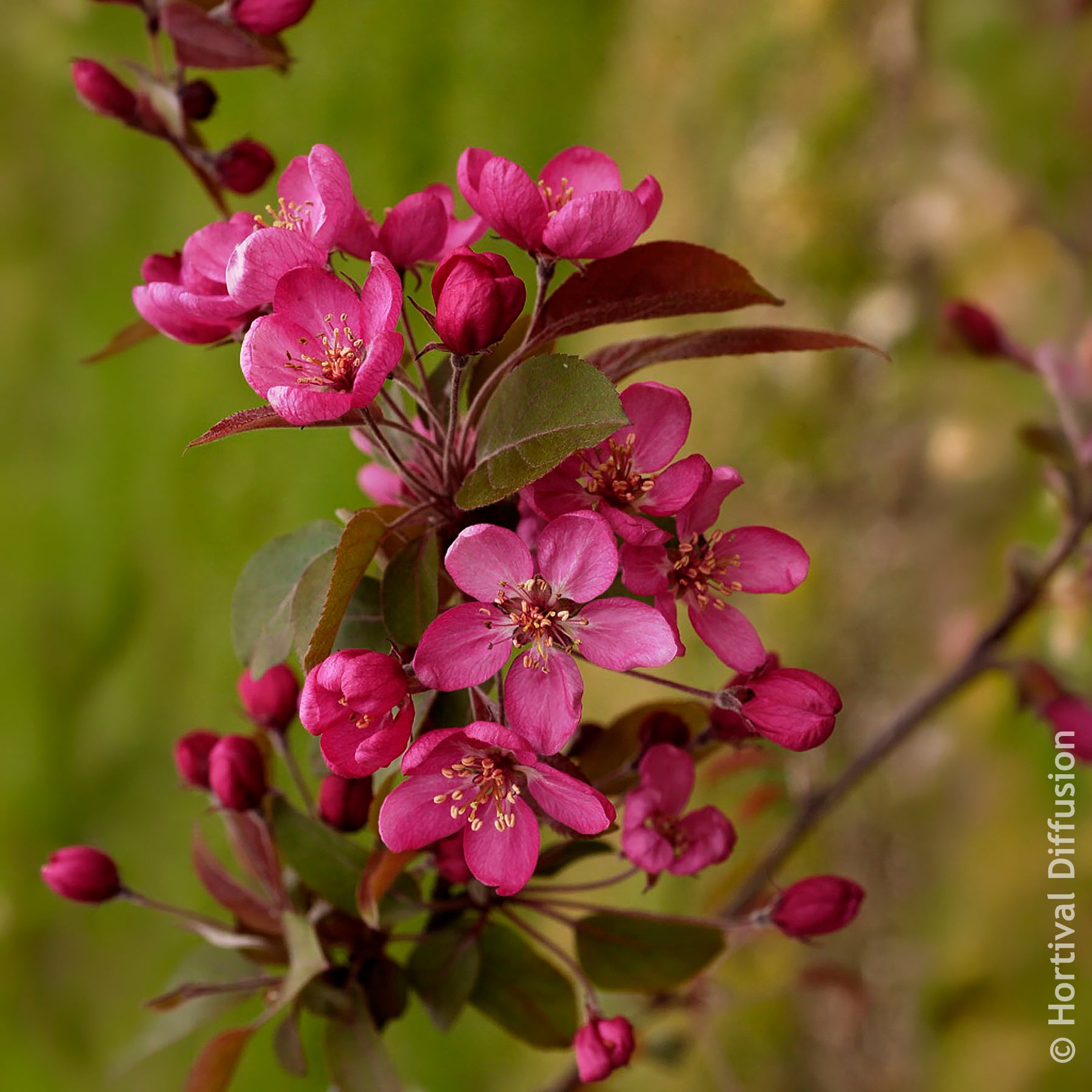 Verkauf Zierapfel Coccinella
