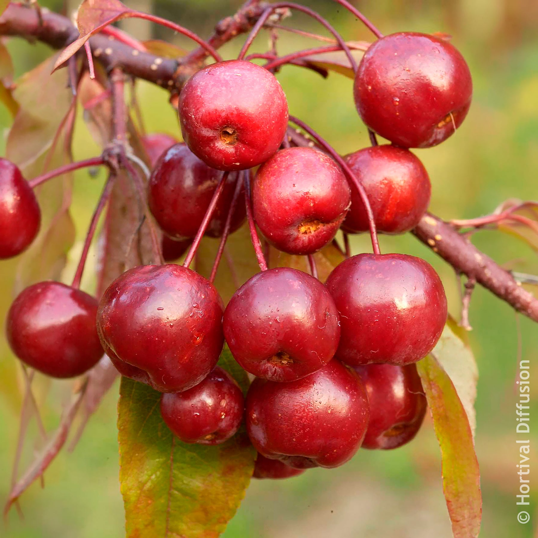 Verkauf Zierapfel Coccinella - Malus Coccinella
