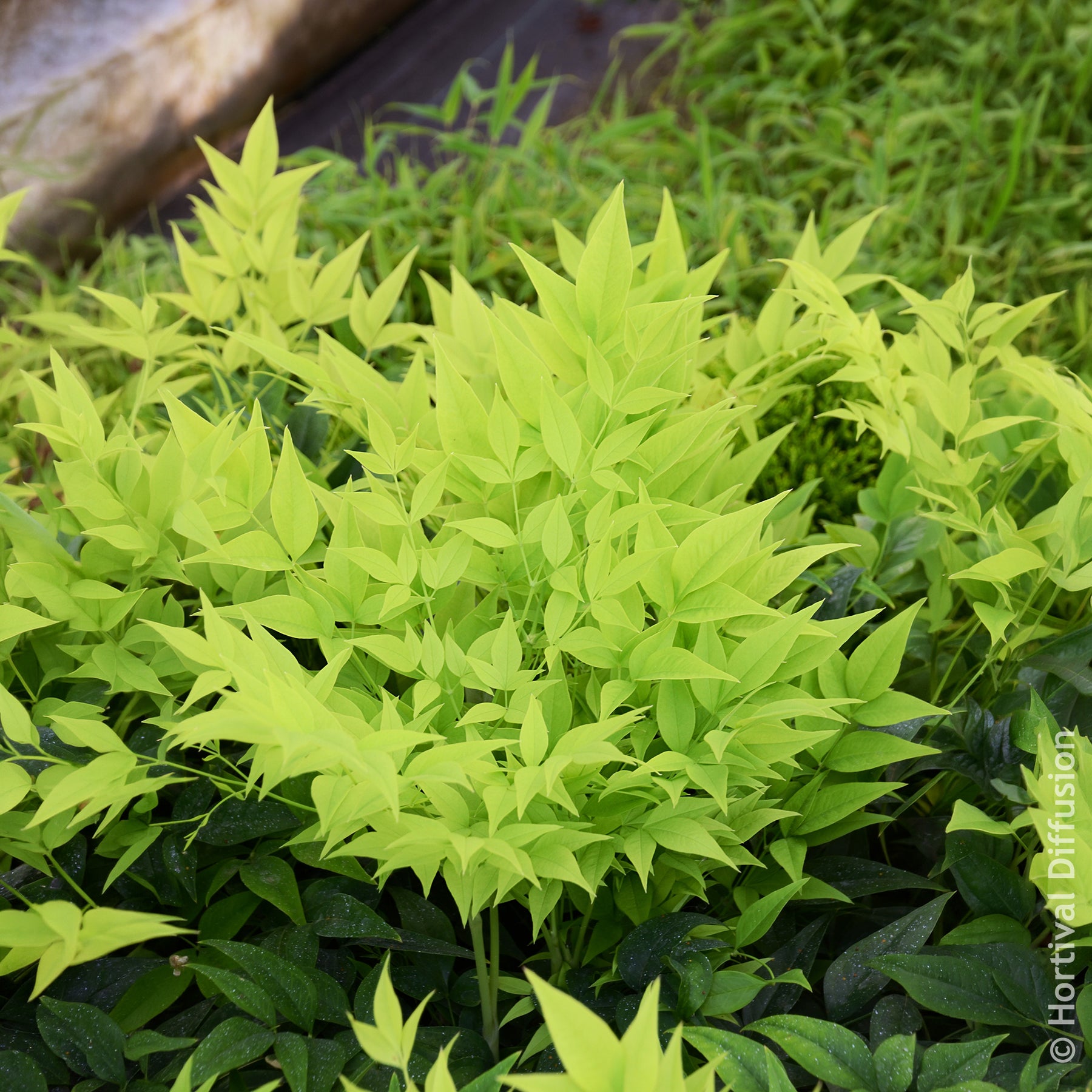 Verkauf Himmelsbambus Magical Lemon Lime - Nandina domestica Magical Lemon Lime Tc
