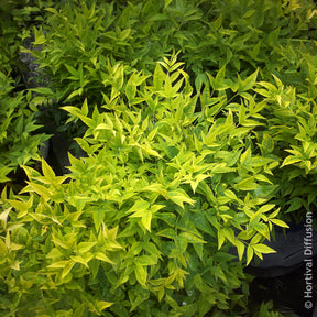 Verkauf Himmelsbambus Magical Lemon Lime