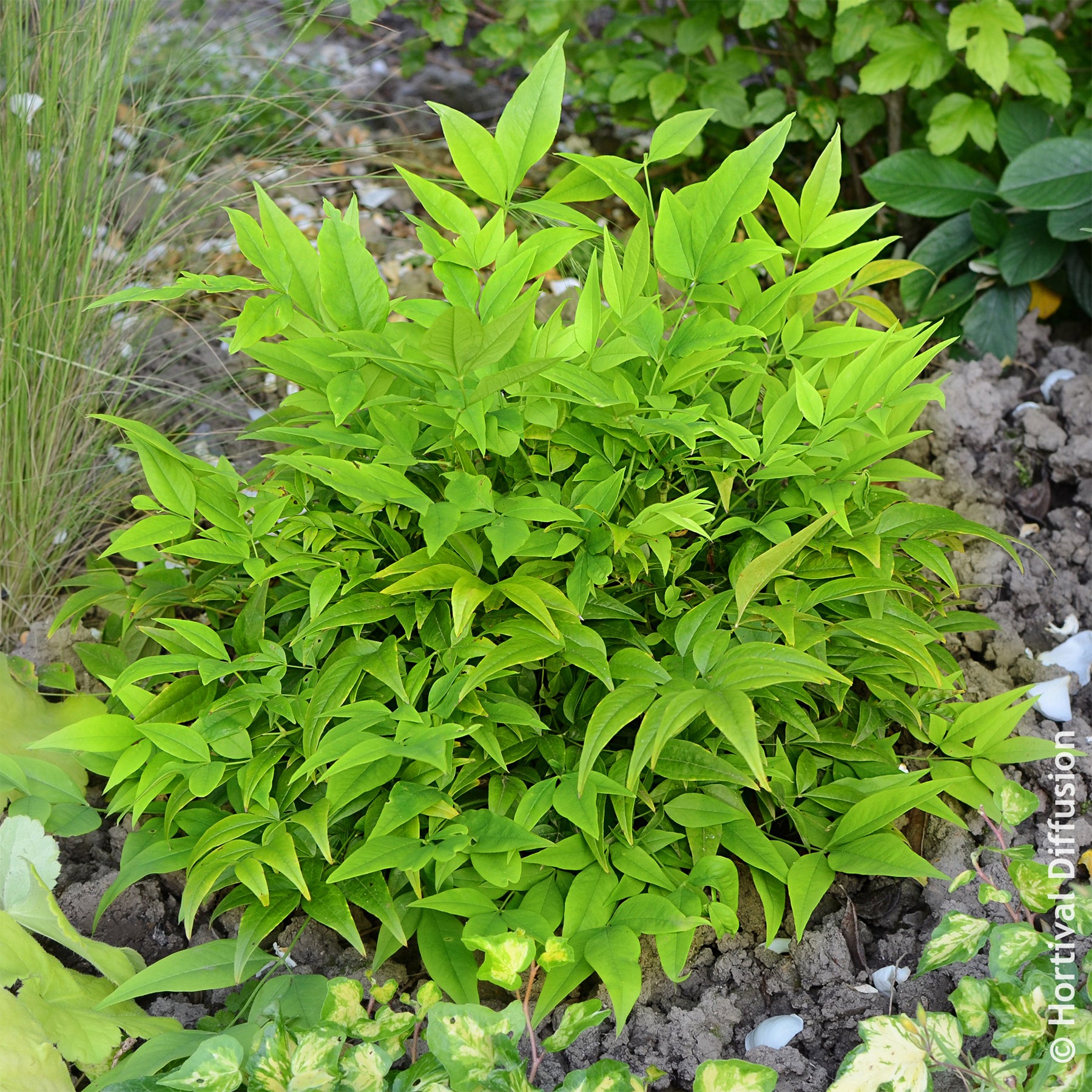 Himmelsbambus Magical Lemon Lime - Immergrüne Pflanzen - Willemse