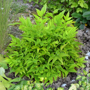 Himmelsbambus Magical Lemon Lime - Immergrüne Pflanzen - Willemse