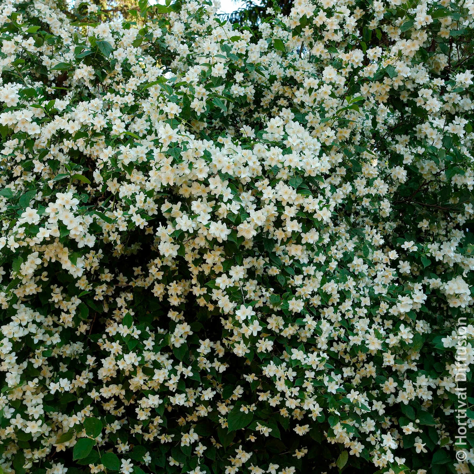 Verkauf Philadelphus coronarius - Pfeifenstrauch