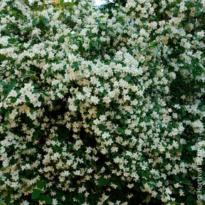 Verkauf Philadelphus coronarius - Pfeifenstrauch