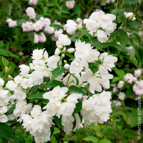 Philadelphus Snowbelle - Pfeifenstrauch Snowbelle - Blühende Sträucher