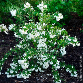 Blühende Sträucher - Pfeifenstrauch Snowbelle - Philadelphus Snowbelle