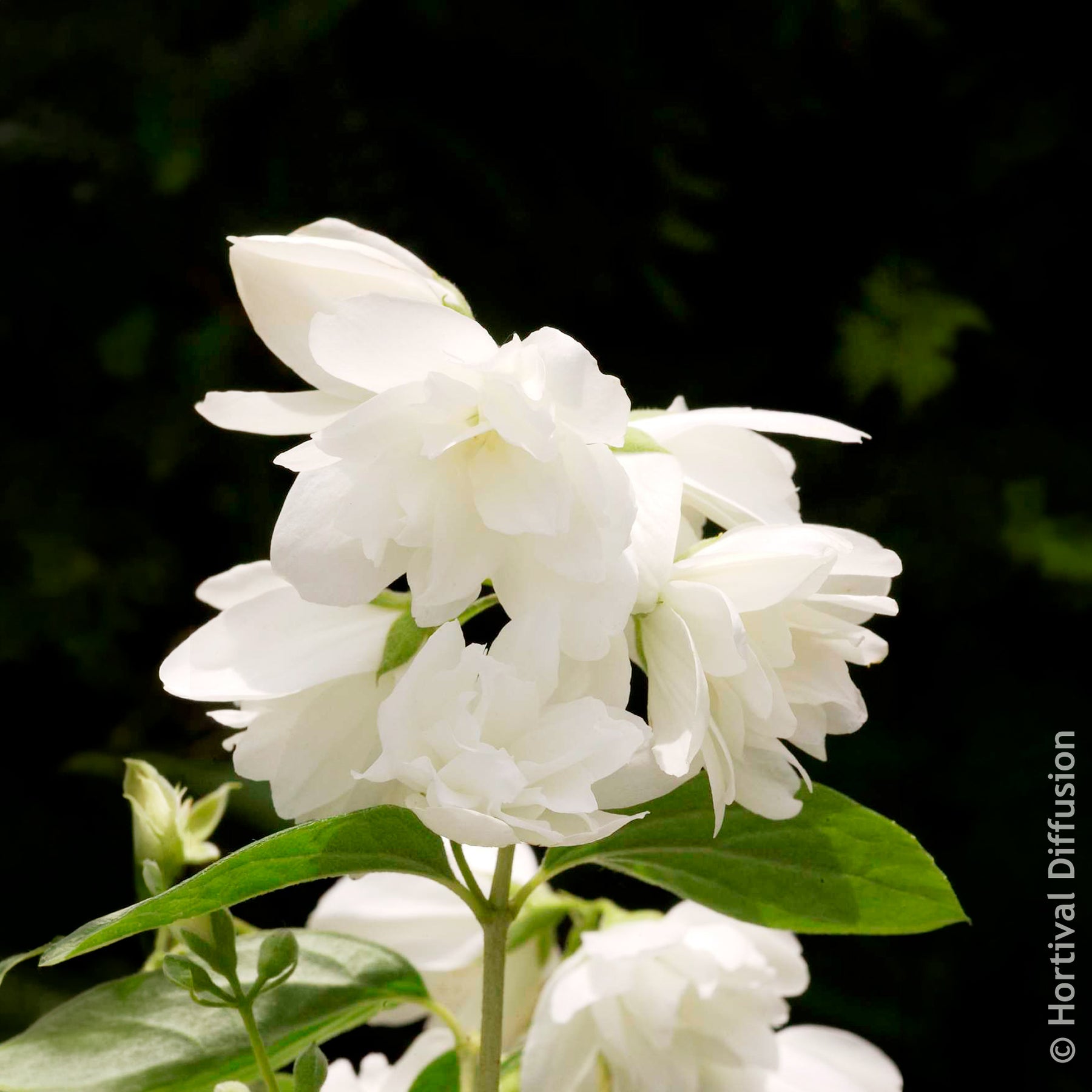 Verkauf Pfeifenstrauch Snowbelle - Philadelphus Snowbelle