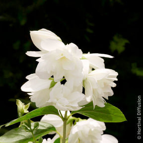 Verkauf Pfeifenstrauch Snowbelle - Philadelphus Snowbelle