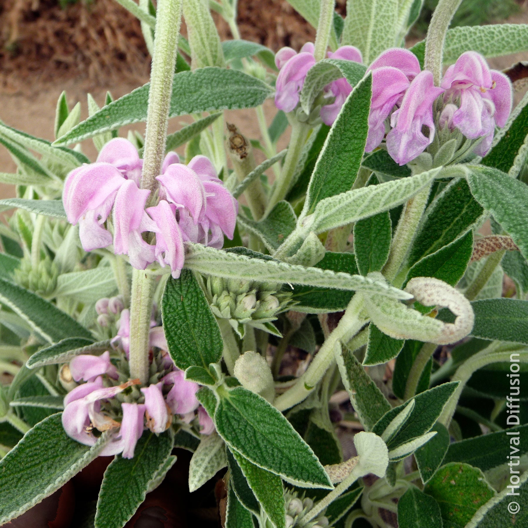 Salbei - Purpurfarbene Brandkraut - Phlomis purpurea