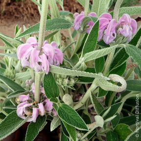 Salbei - Purpurfarbene Brandkraut - Phlomis purpurea