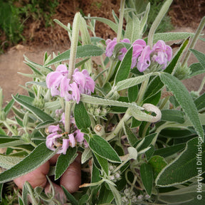 Verkauf Purpurfarbene Brandkraut - Phlomis purpurea
