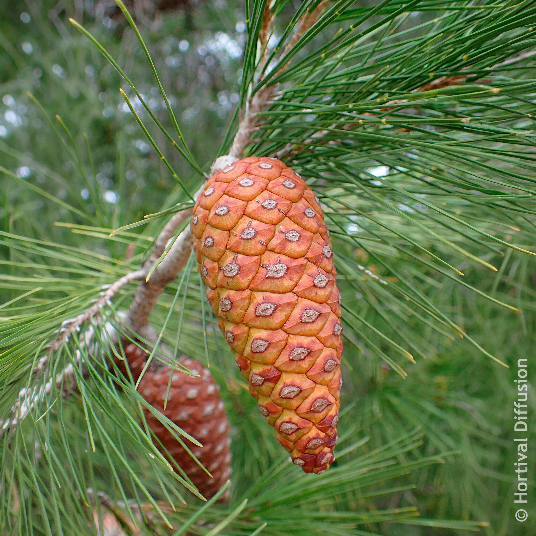 Kiefer - Aleppo-Kiefer - Pinus halepensis