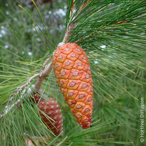 Kiefer - Aleppo-Kiefer - Pinus halepensis