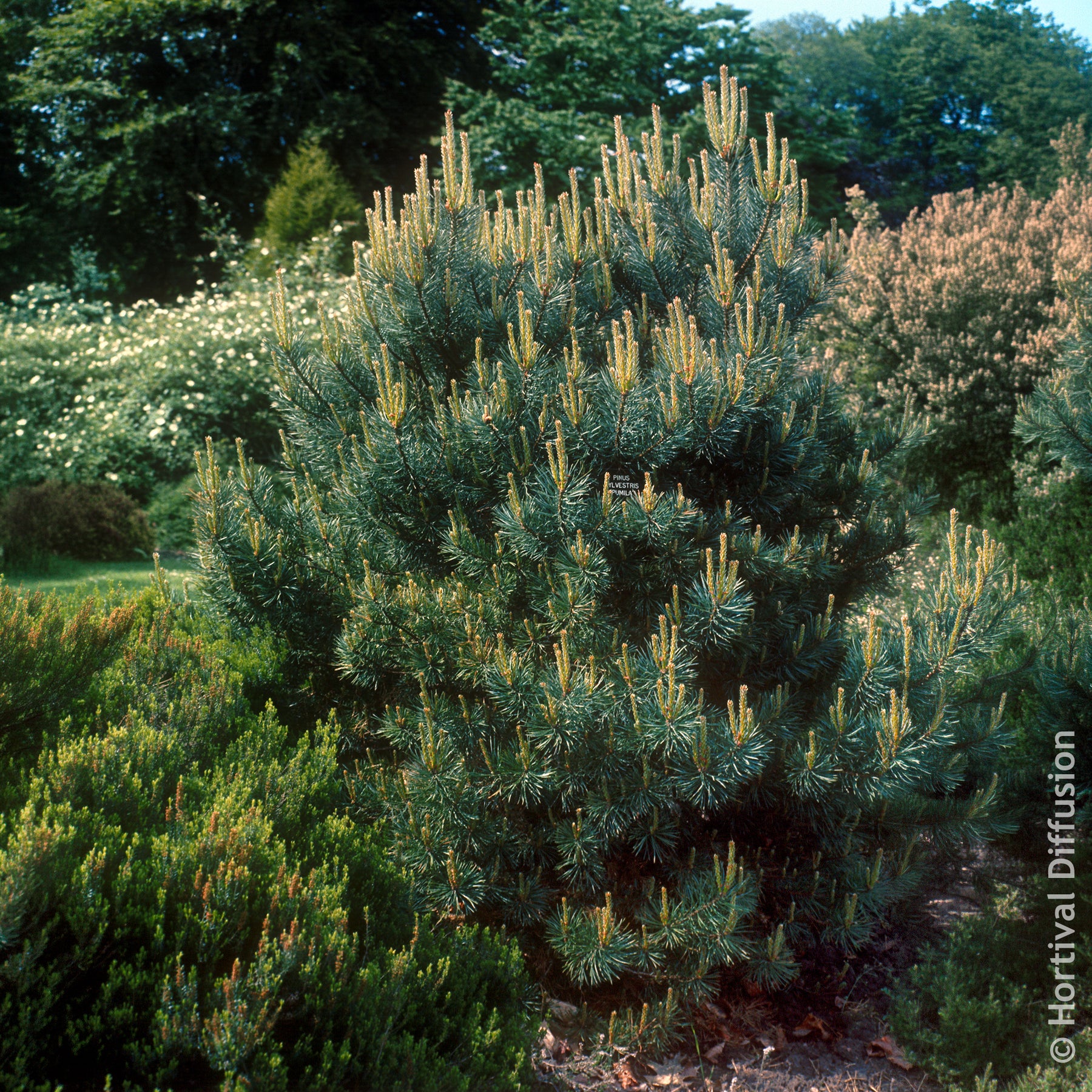 Verkauf Waldkiefer Watereri - Pinus sylvestris Watereri