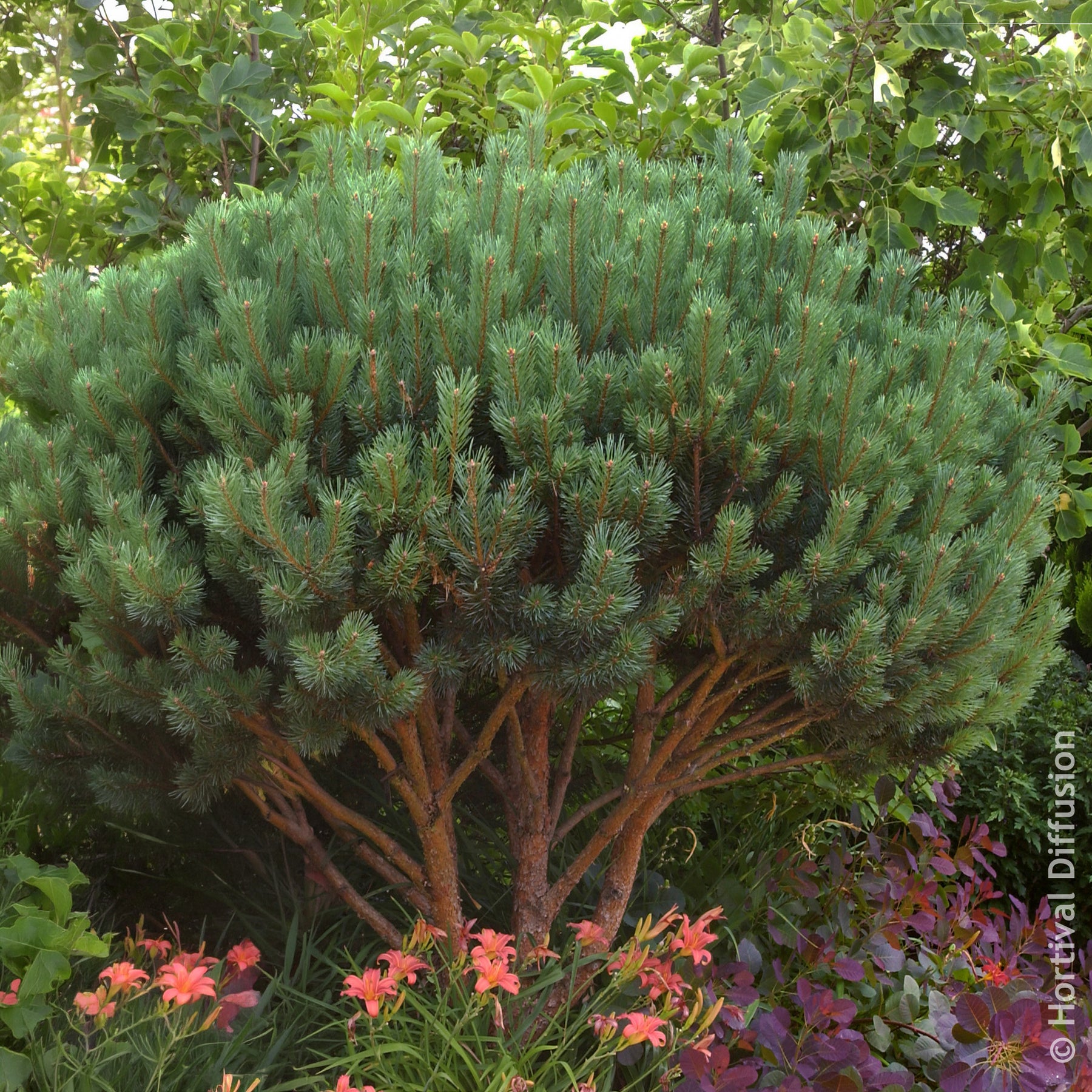 Kiefer - Waldkiefer Watereri - Pinus sylvestris Watereri