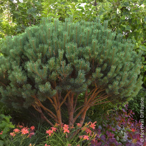 Kiefer - Waldkiefer Watereri - Pinus sylvestris Watereri