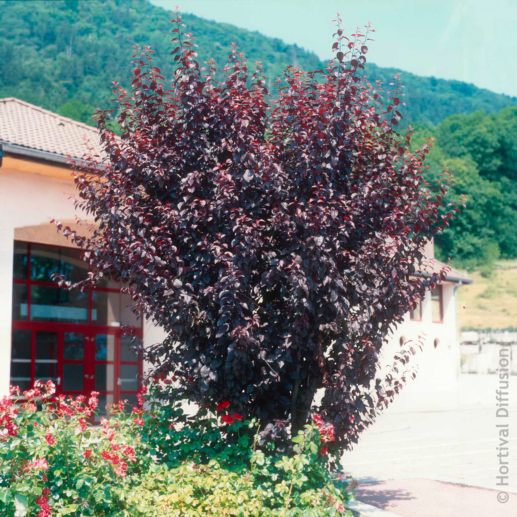 Blühende Bäume - Zierpflaume - Prunus cerasifera Atropurpurea