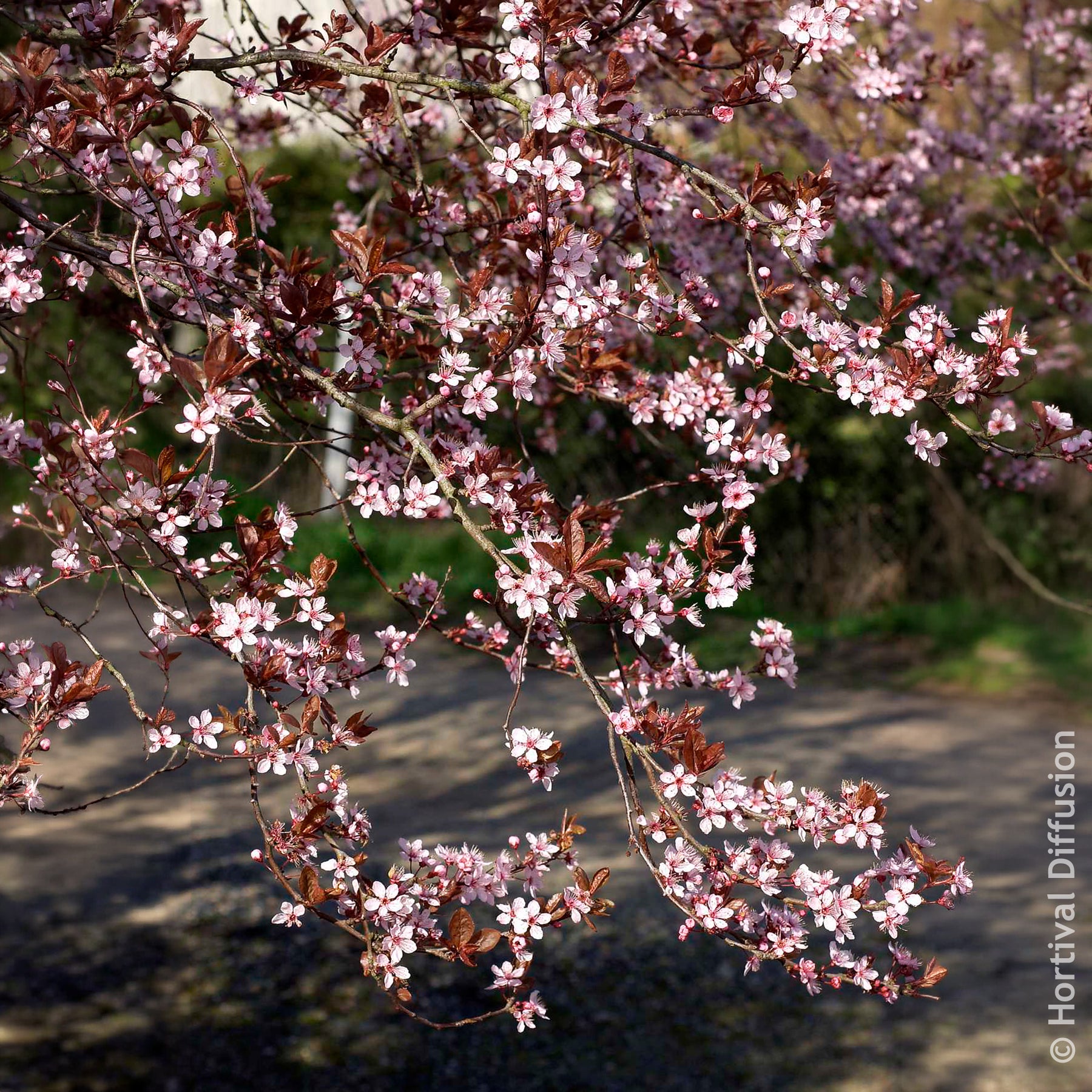 Verkauf Zierpflaume - Prunus cerasifera Atropurpurea