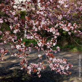 Verkauf Zierpflaume - Prunus cerasifera Atropurpurea