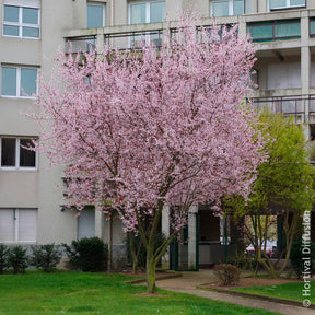 Prunus cerasifera Atropurpurea - Zierpflaume - Blühende Bäume