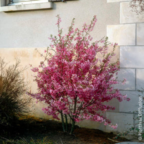 Japanische Blütenkirsche Fukubana - Prunus subhirtella Fukubana - Willemse