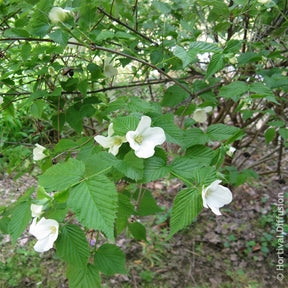 Verkauf Scheinkerrie
