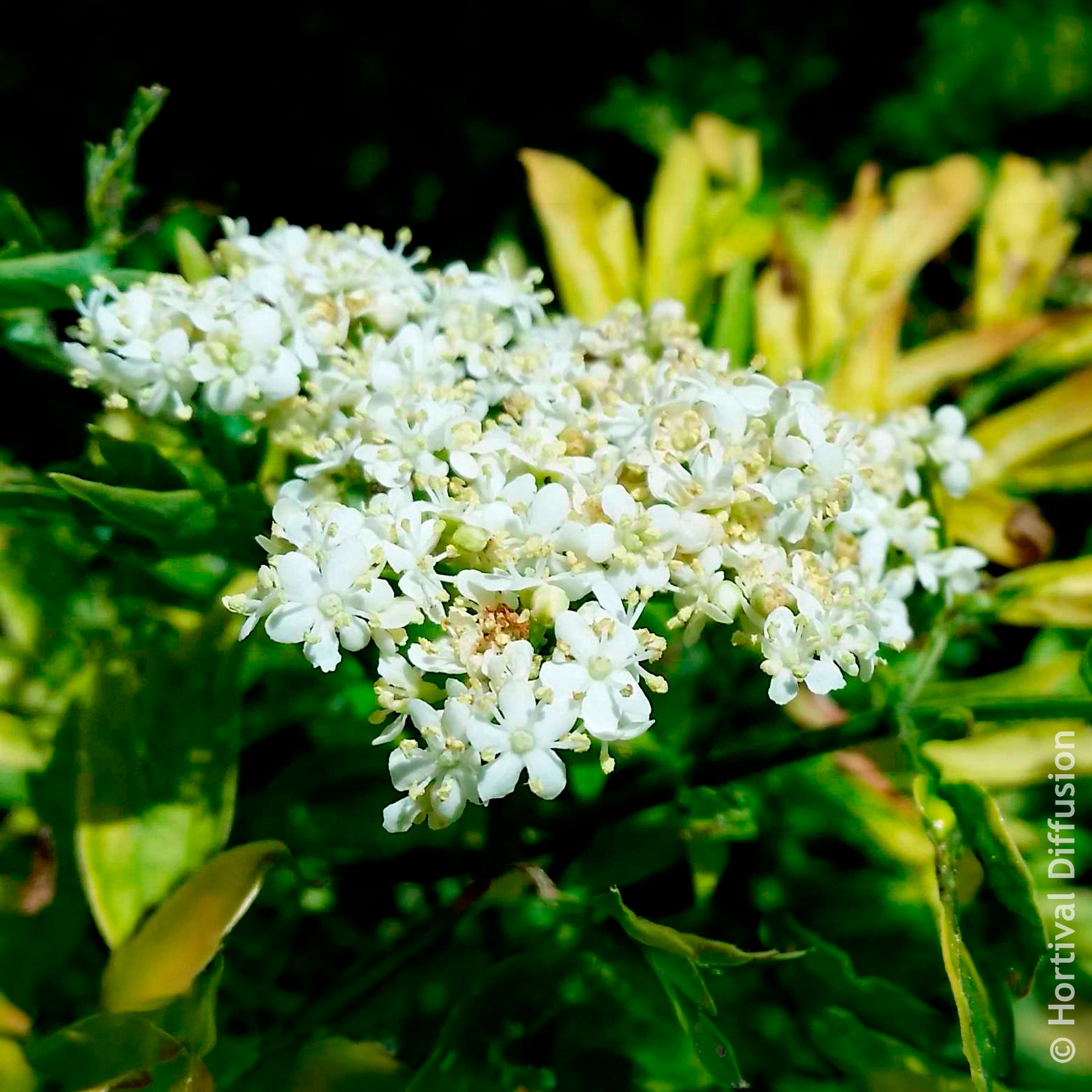 Verkauf Schwarzer Holunder Golden Tower - Sambucus nigra Golden Tower
