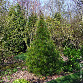 Verkauf Japanische Schirmtanne - Sciadopitys verticillata