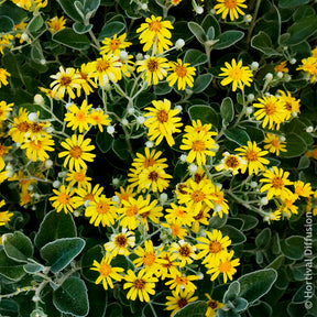 Senecio greyi Sunshine - Greiskraut Sunshine - Immergrüne Sträucher