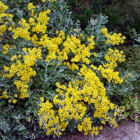 Verkauf Greiskraut Sunshine - Senecio greyi Sunshine