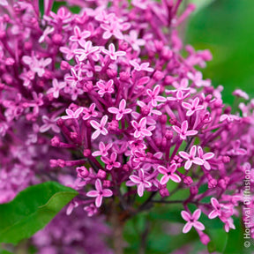 Flieder Bloomerang Dark Purple - Syringa Bloomerang Dark Purple - Willemse