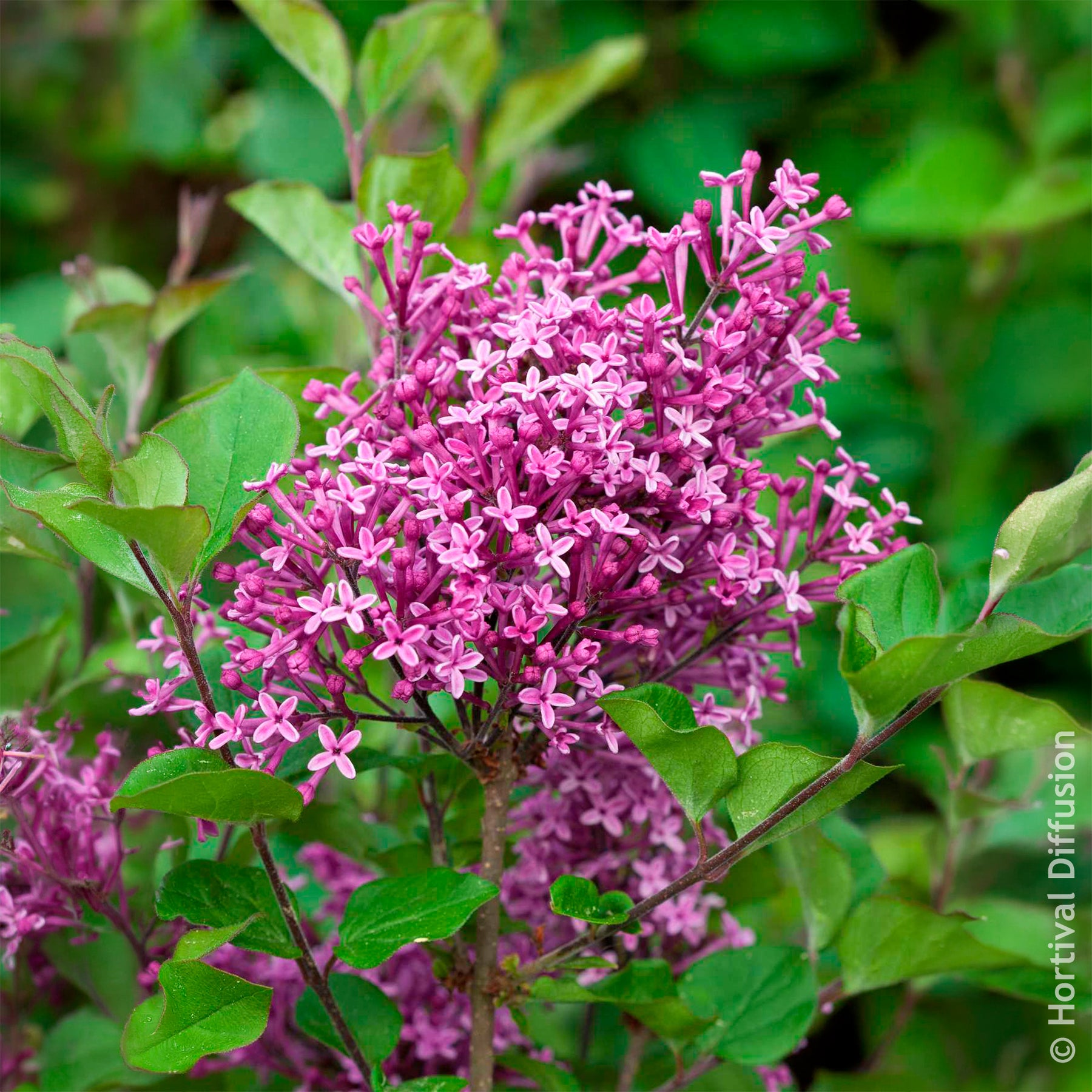 Flieder Bloomerang Dark Purple - Willemse