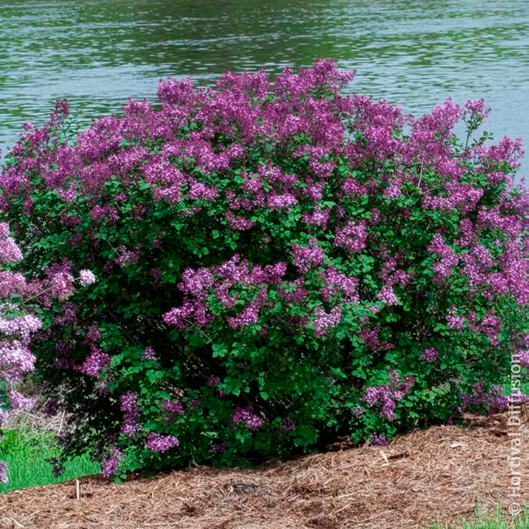 Syringa Bloomerang Dark Purple - Flieder Bloomerang Dark Purple - Flieder