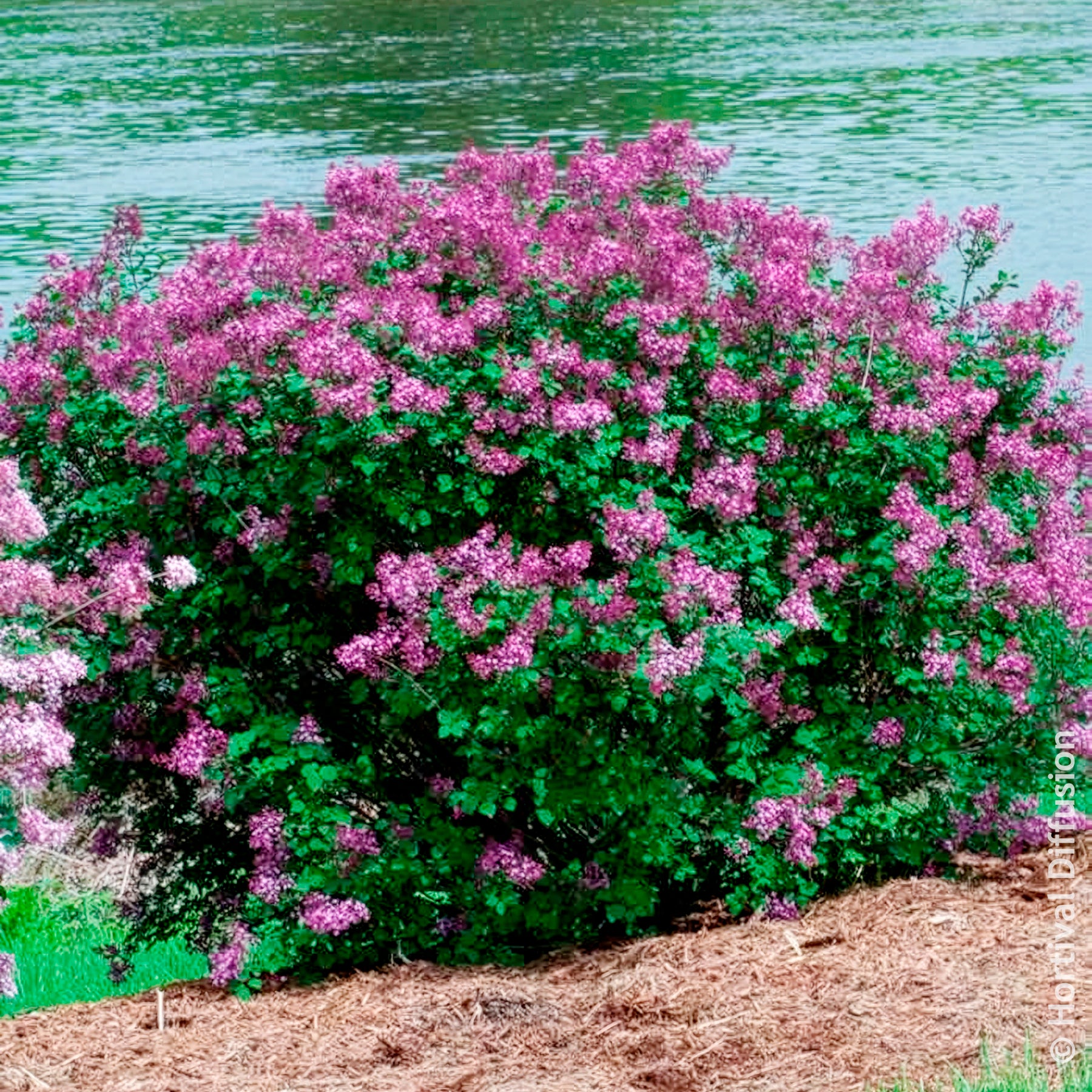 Verkauf Herbstflieder 'Dark Purple' - Syringa pubescens microphylla Bloomerang Dark Purple