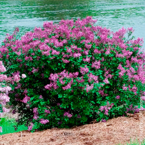 Verkauf Herbstflieder 'Dark Purple' - Syringa pubescens microphylla Bloomerang Dark Purple