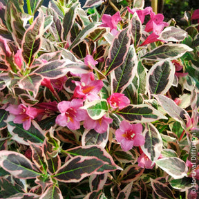 Blühende Sträucher - Weigelie Monet - Weigela florida Monet