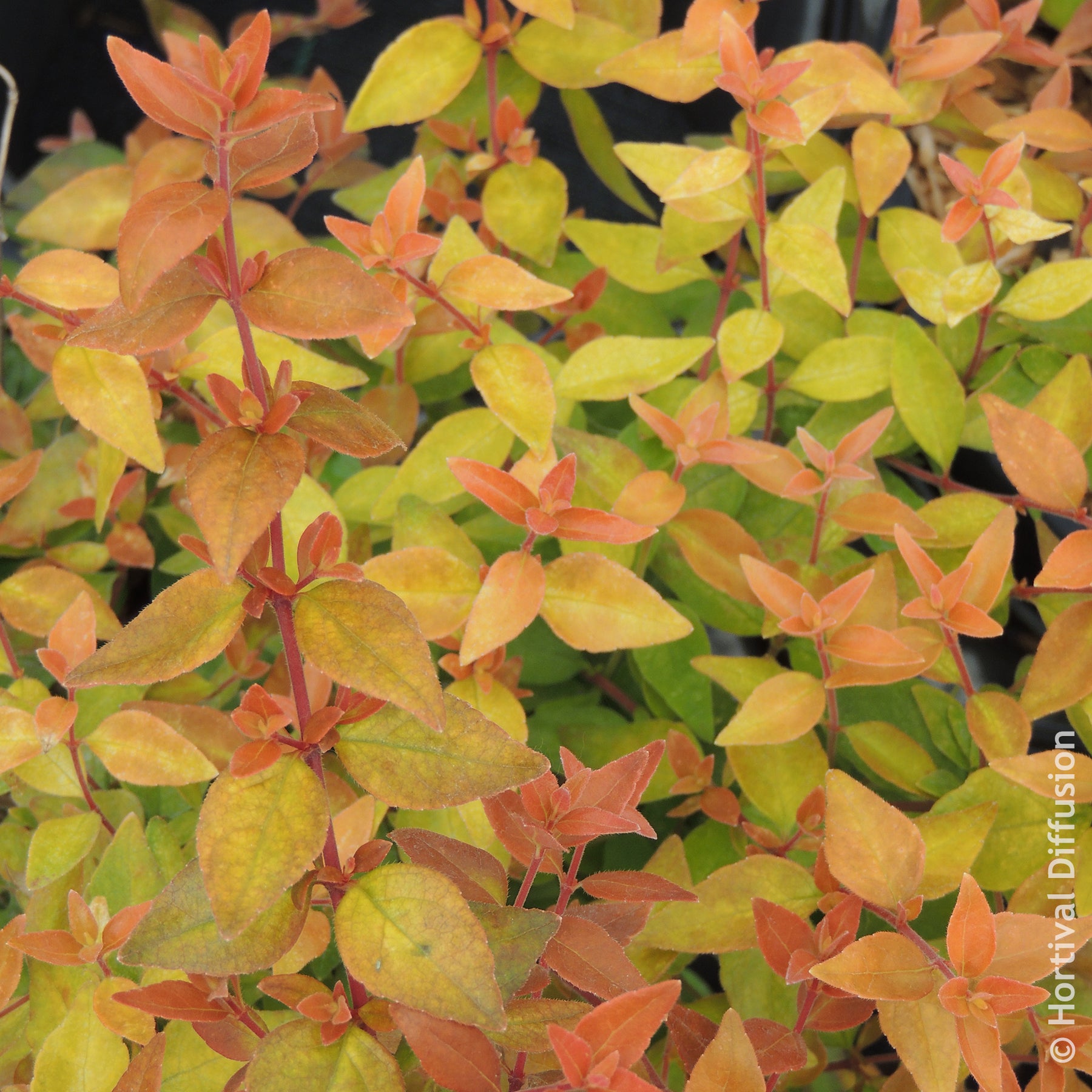 Abelia grandiflora Caramel Charm - Großblütige Abelie Caramel Charm - Abelia