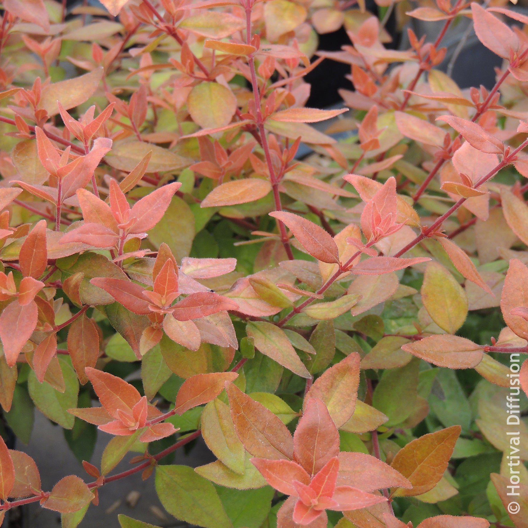 Abelia - Großblütige Abelie Caramel Charm - Abelia grandiflora Caramel Charm