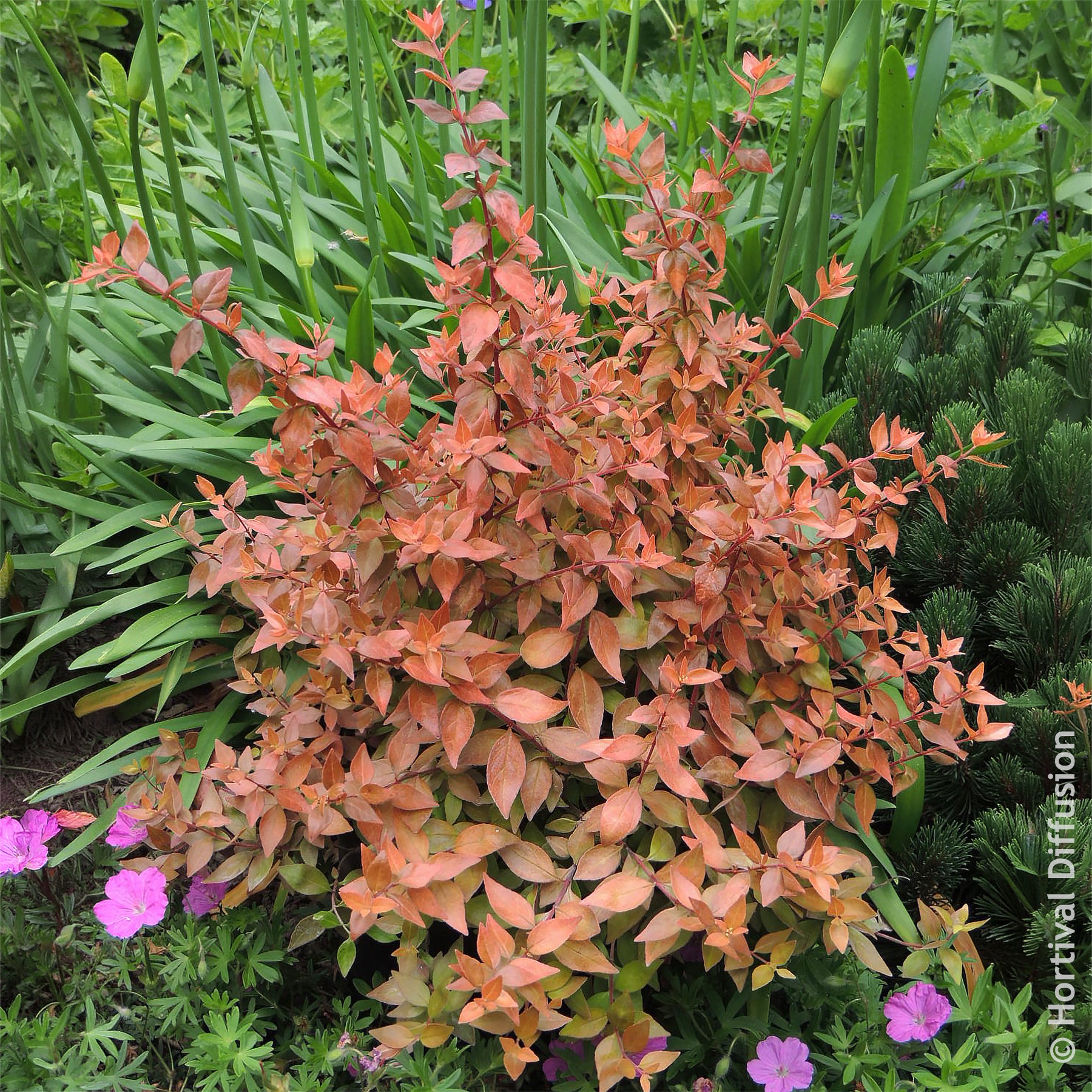 Großblütige Abelie Caramel Charm - Abelia grandiflora Caramel Charm - Willemse