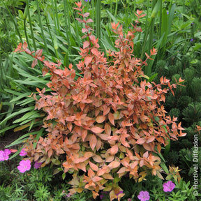 Großblütige Abelie Caramel Charm - Abelia grandiflora Caramel Charm - Willemse