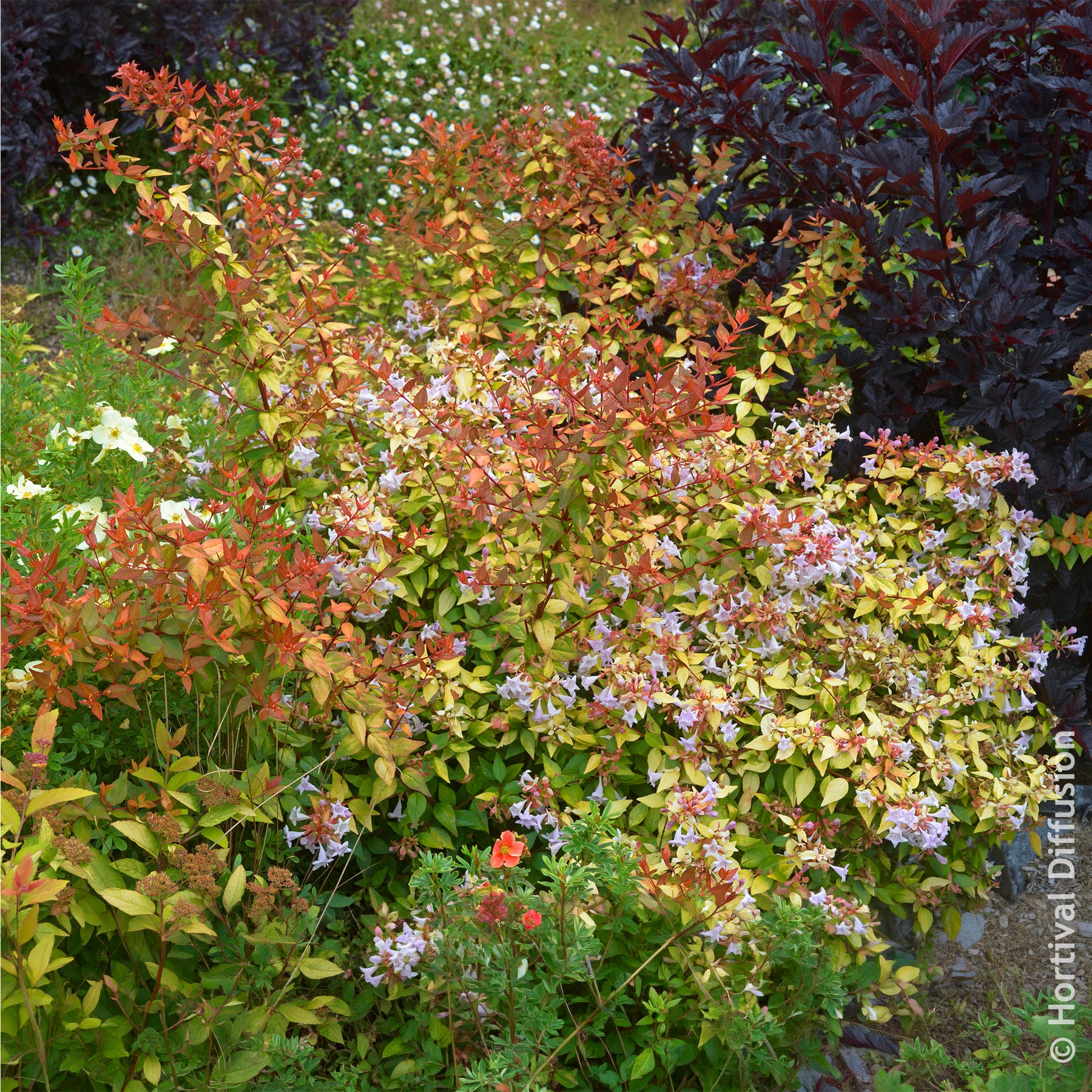 Verkauf Großblütige Abelie Caramel Charm - Abelia grandiflora Caramel Charm