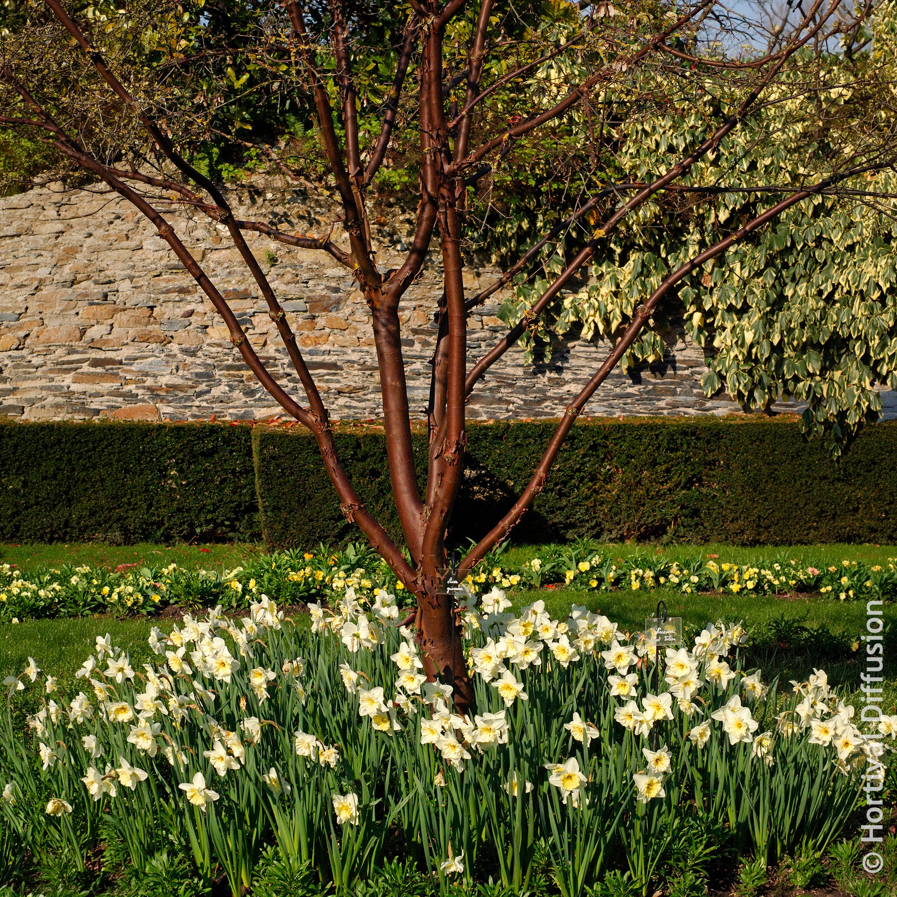 Verkauf Acer griseum - Zimt-Ahorn