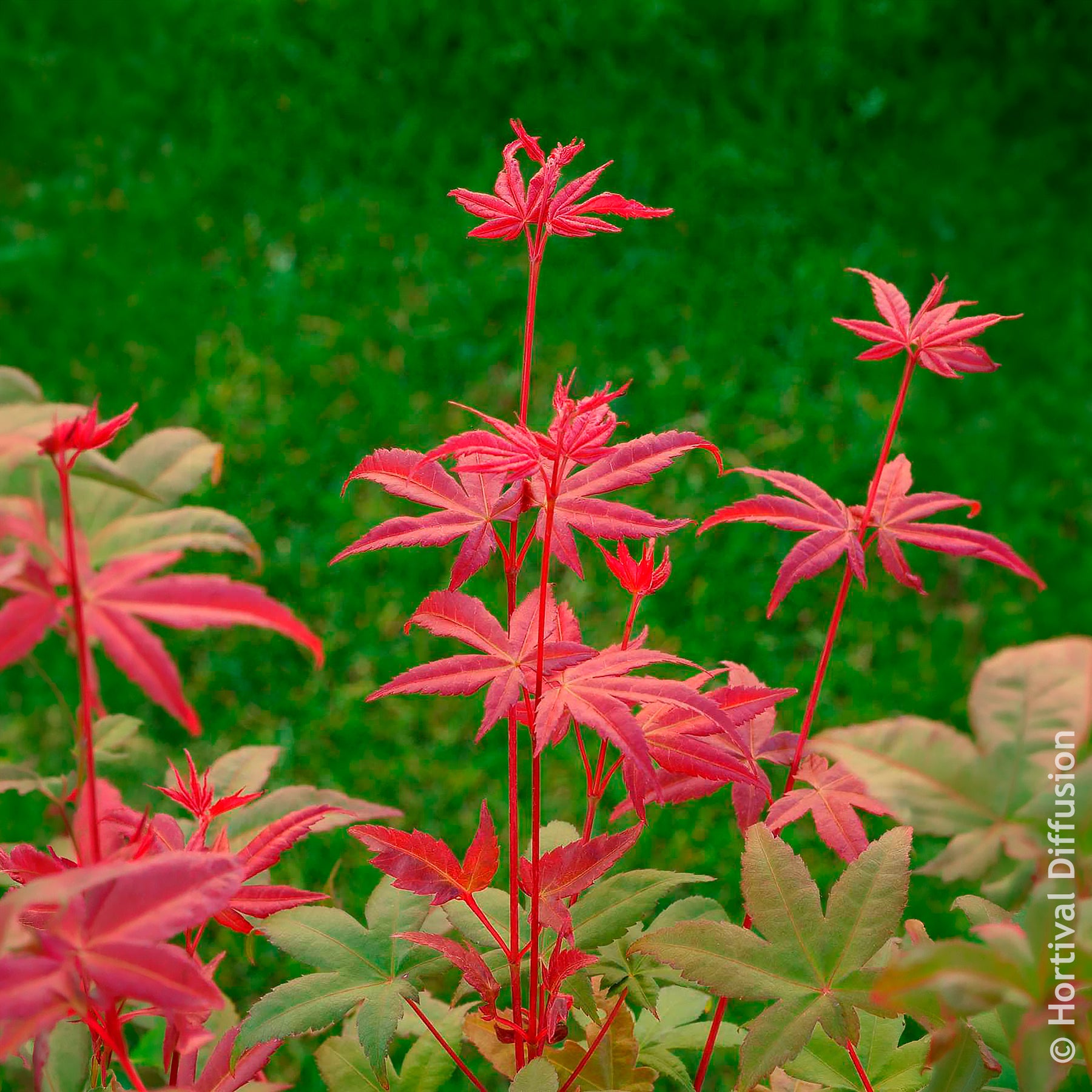 Japanischer Ahorn - Japanischer Ahorn Deshojo - Acer palmatum Deshojo