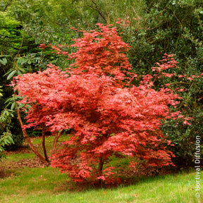 Verkauf Japanischer Ahorn Deshojo - Acer palmatum Deshojo