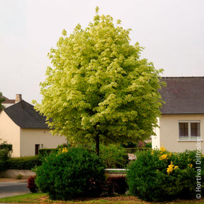 Verkauf Bunter Spitzahorn Drummondii - Acer platanoides Drummondii