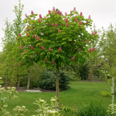 Rote Rosskastanie Briotii - Aesculus carnea Briotii - Willemse