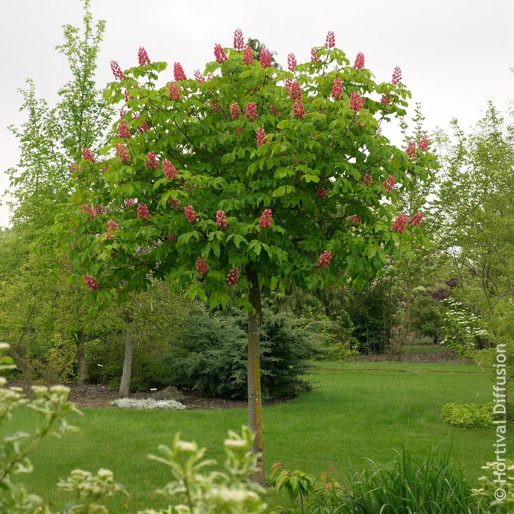 Rote Rosskastanie Briotii - Aesculus carnea Briotii - Willemse