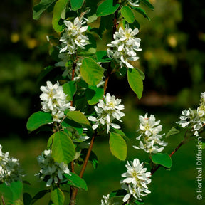 Amelanchier alnifolia Smokey - Erlenblättrige Felsenbirne Smokey - Blühende Sträucher